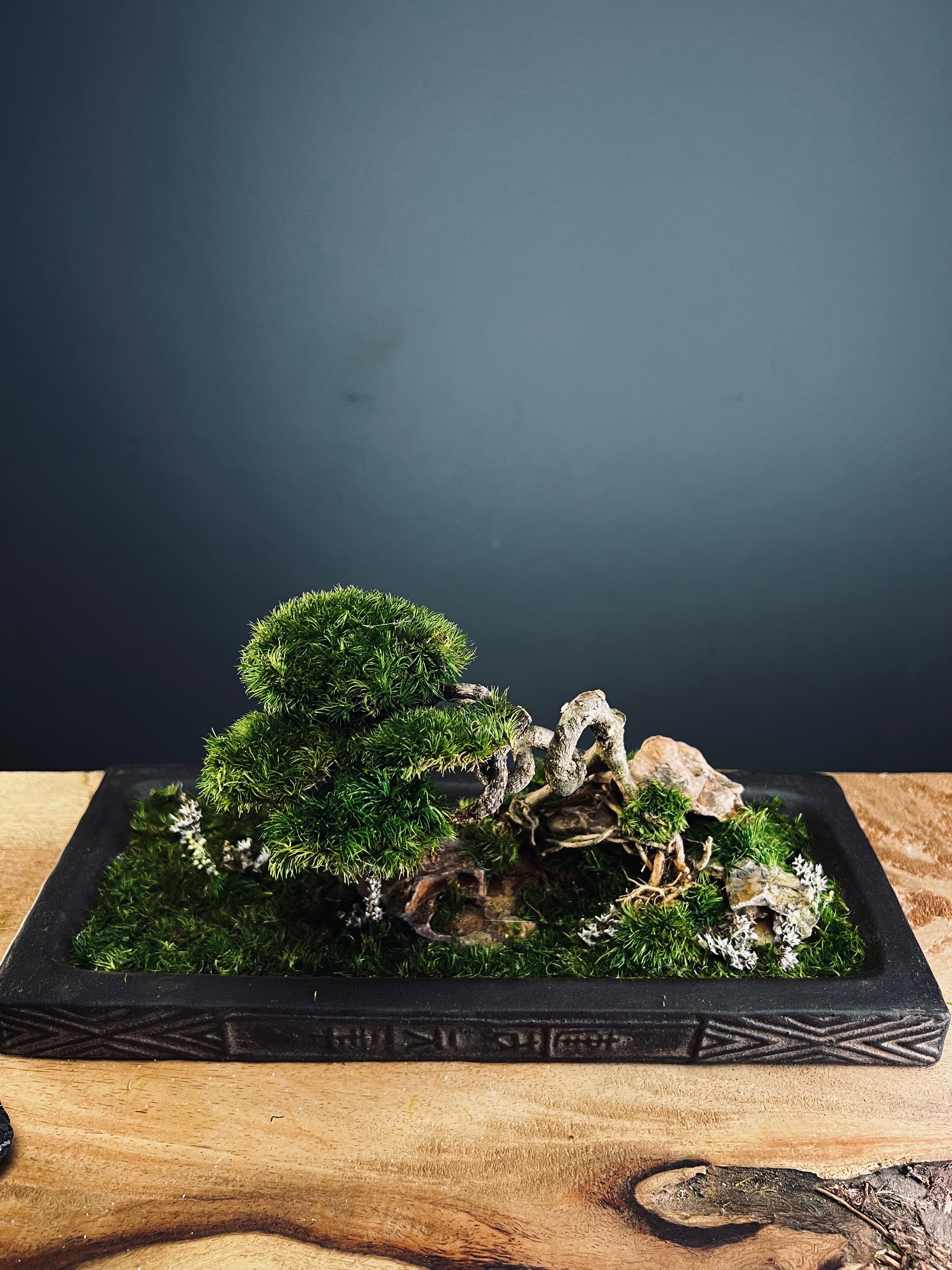 Maverick of the Green Cove (Preserved Plants)