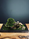 Maverick of the Green Cove (Preserved Plants)