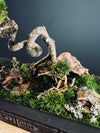 Maverick of the Green Cove (Preserved Plants)