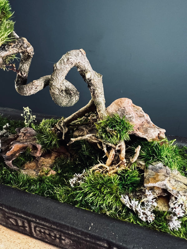 Maverick of the Green Cove (Preserved Plants)