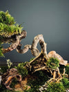 Maverick of the Green Cove (Preserved Plants)