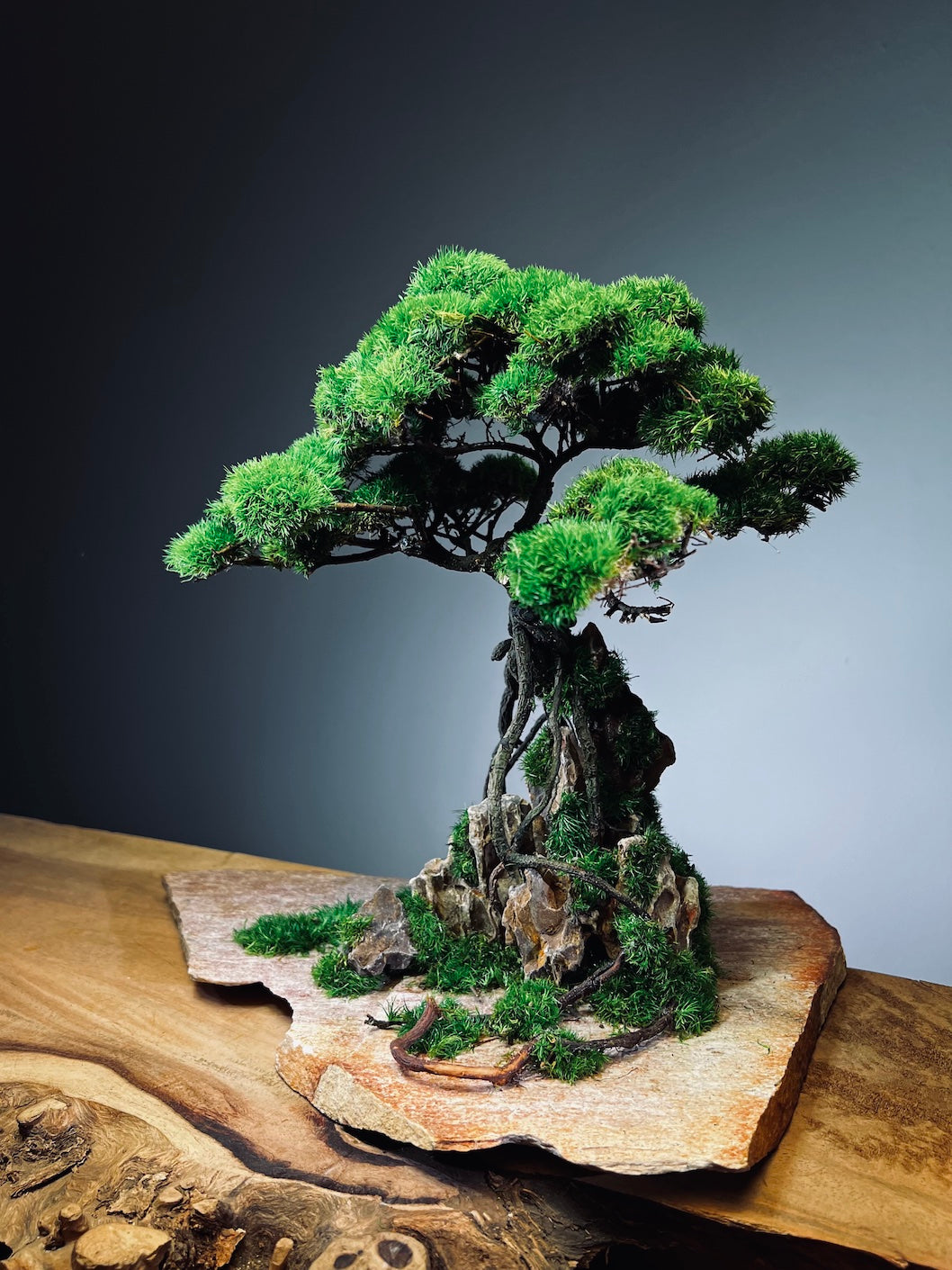 Mistwood - Windcut Rocks (Preserved Plants)