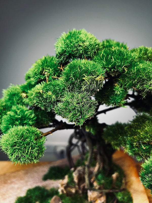 Mistwood - Windcut Rocks (Preserved Plants)