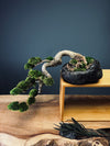 Summer's Whispers (Preserved Plants)