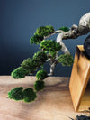 Summer's Whispers (Preserved Plants)