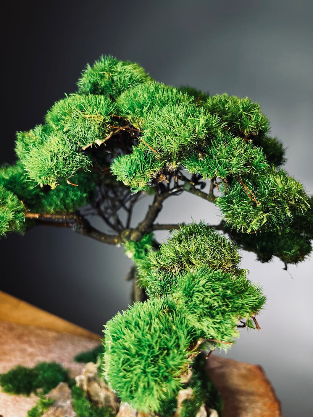 Mistwood - Windcut Rocks (Preserved Plants)