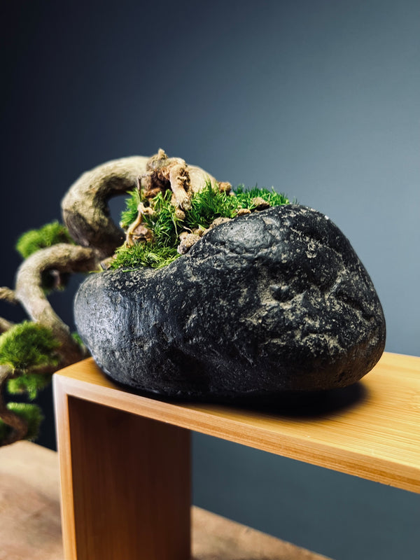 Summer's Whispers (Preserved Plants)