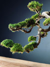 Summer's Whispers (Preserved Plants)