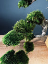 Summer's Whispers (Preserved Plants)