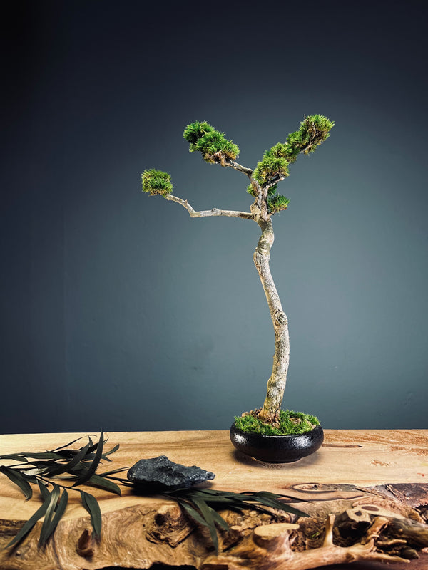 Poet of the Forest - Freshman edition (Preserved Plants)