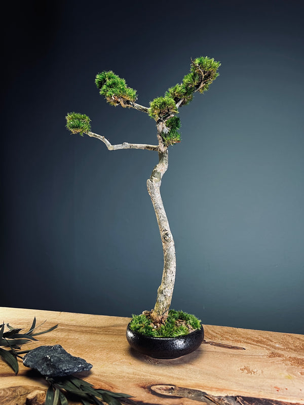 Poet of the Forest - Freshman edition (Preserved Plants)
