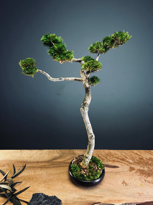Poet of the Forest - Freshman edition (Preserved Plants)