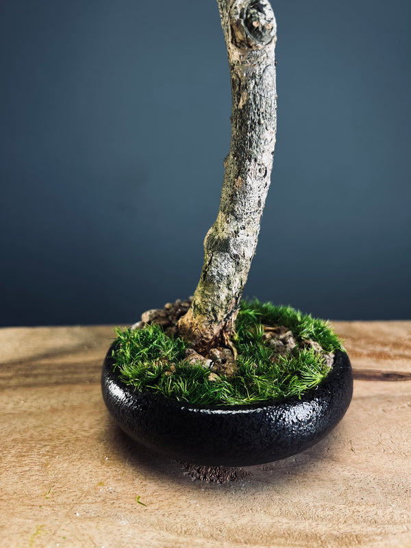 Poet of the Forest - Freshman edition (Preserved Plants)