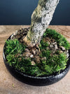 Poet of the Forest - Freshman edition (Preserved Plants)