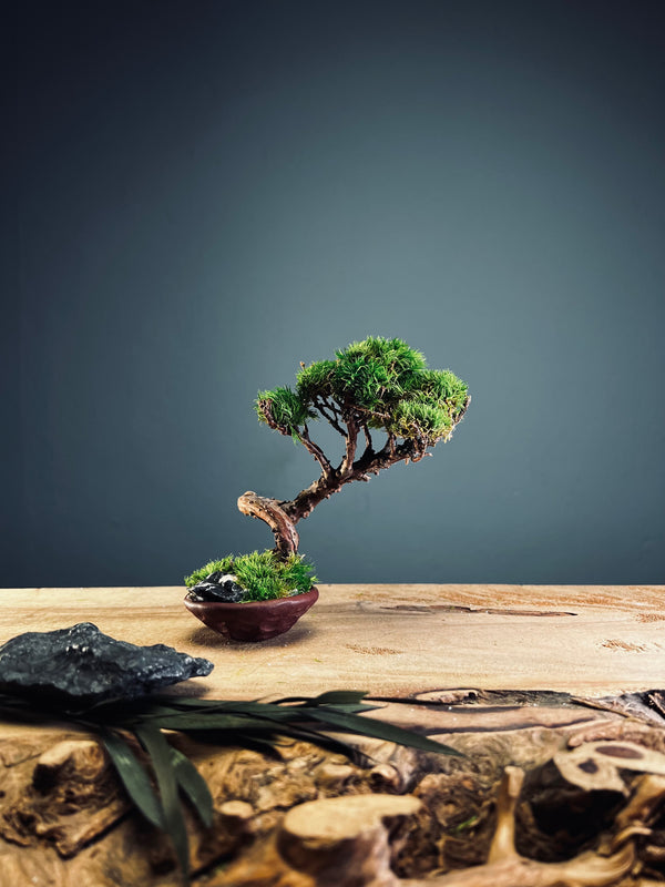 Juniper by the Winding Path - Smaller version (Preserved Plants)