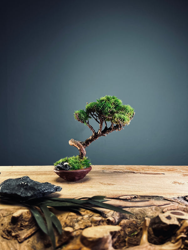 Juniper by the Winding Path - Smaller version (Preserved Plants)