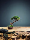 Juniper by the Winding Path - Smaller version (Preserved Plants)