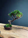 Juniper by the Winding Path - Smaller version (Preserved Plants)
