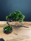 Juniper by the Winding Path - Smaller version (Preserved Plants)