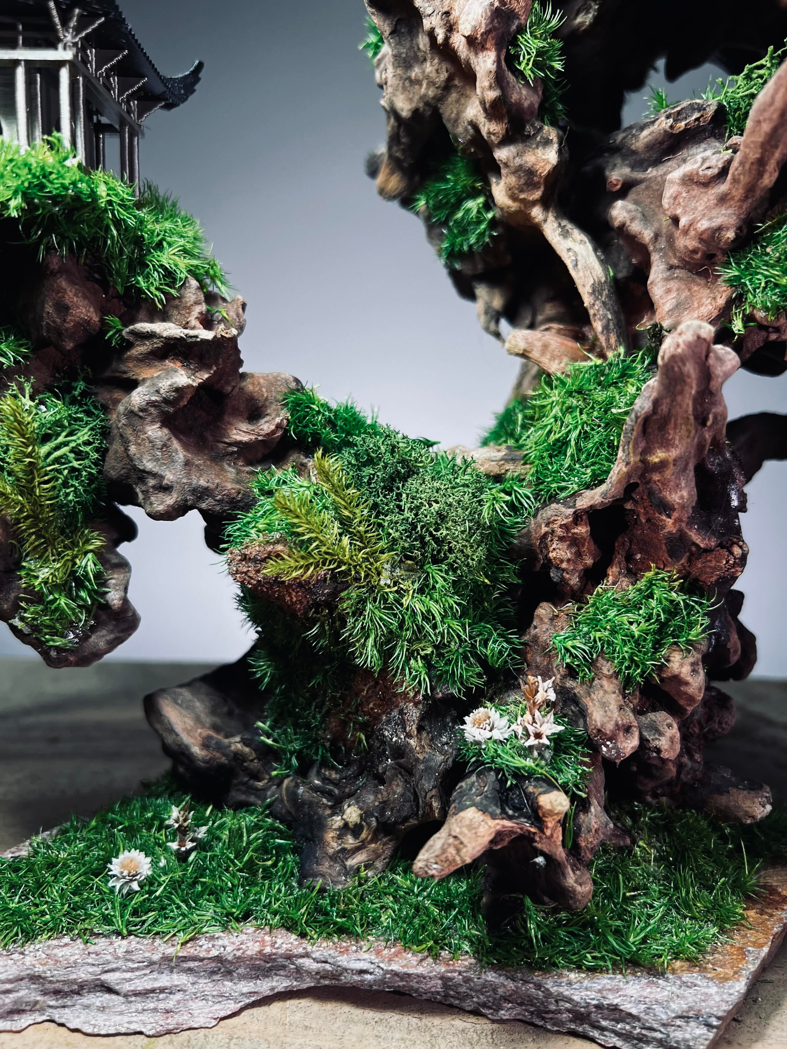 Blackwood Cliff (Preserved Plants)