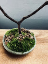 Slow Wood - The Journey (Preserved Plants)