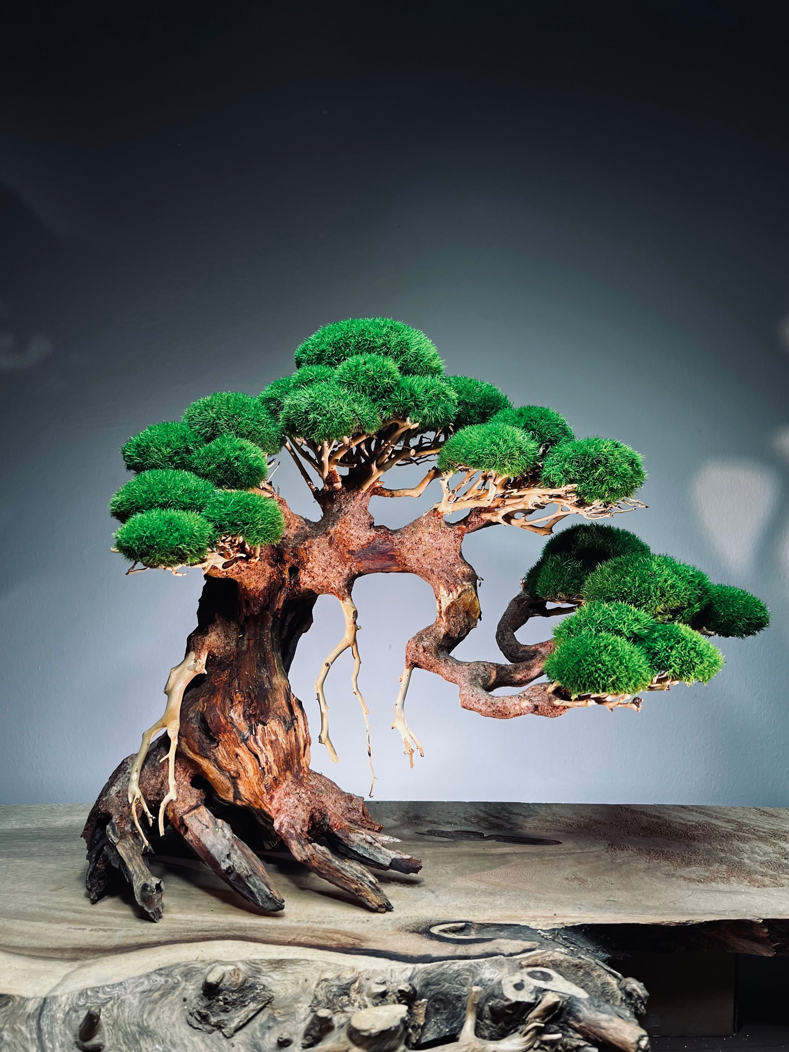 Old Guard - Classic edition (Preserved Plants)