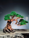 Old Guard - Classic edition (Preserved Plants)