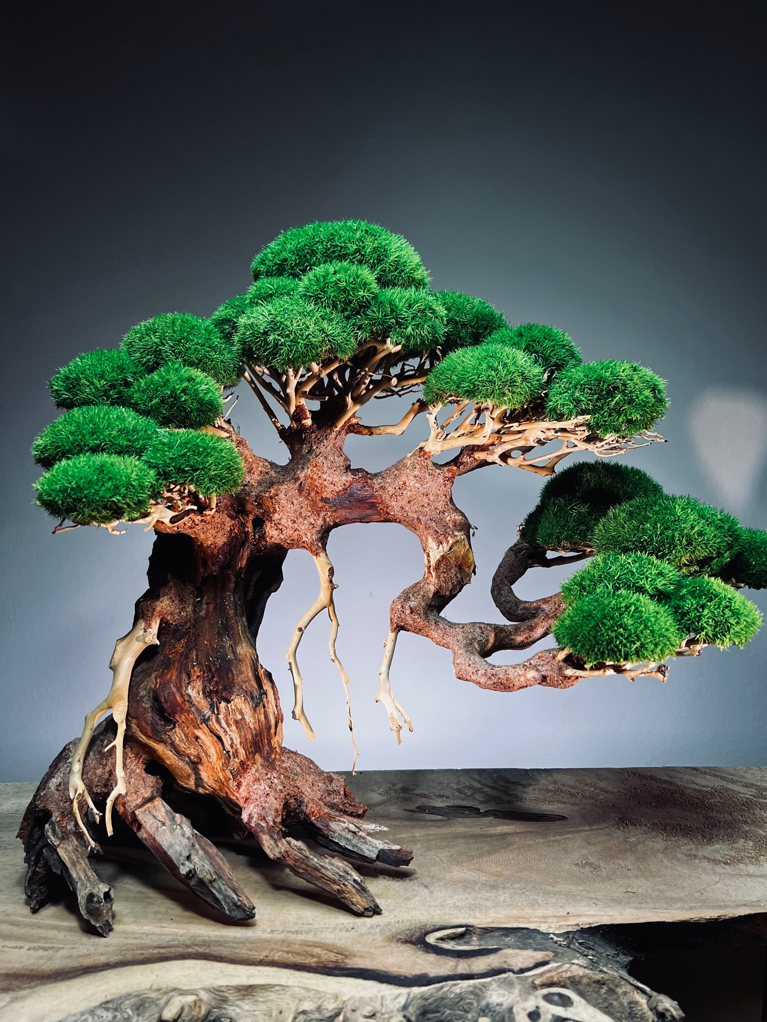 Old Guard - Classic edition (Preserved Plants)