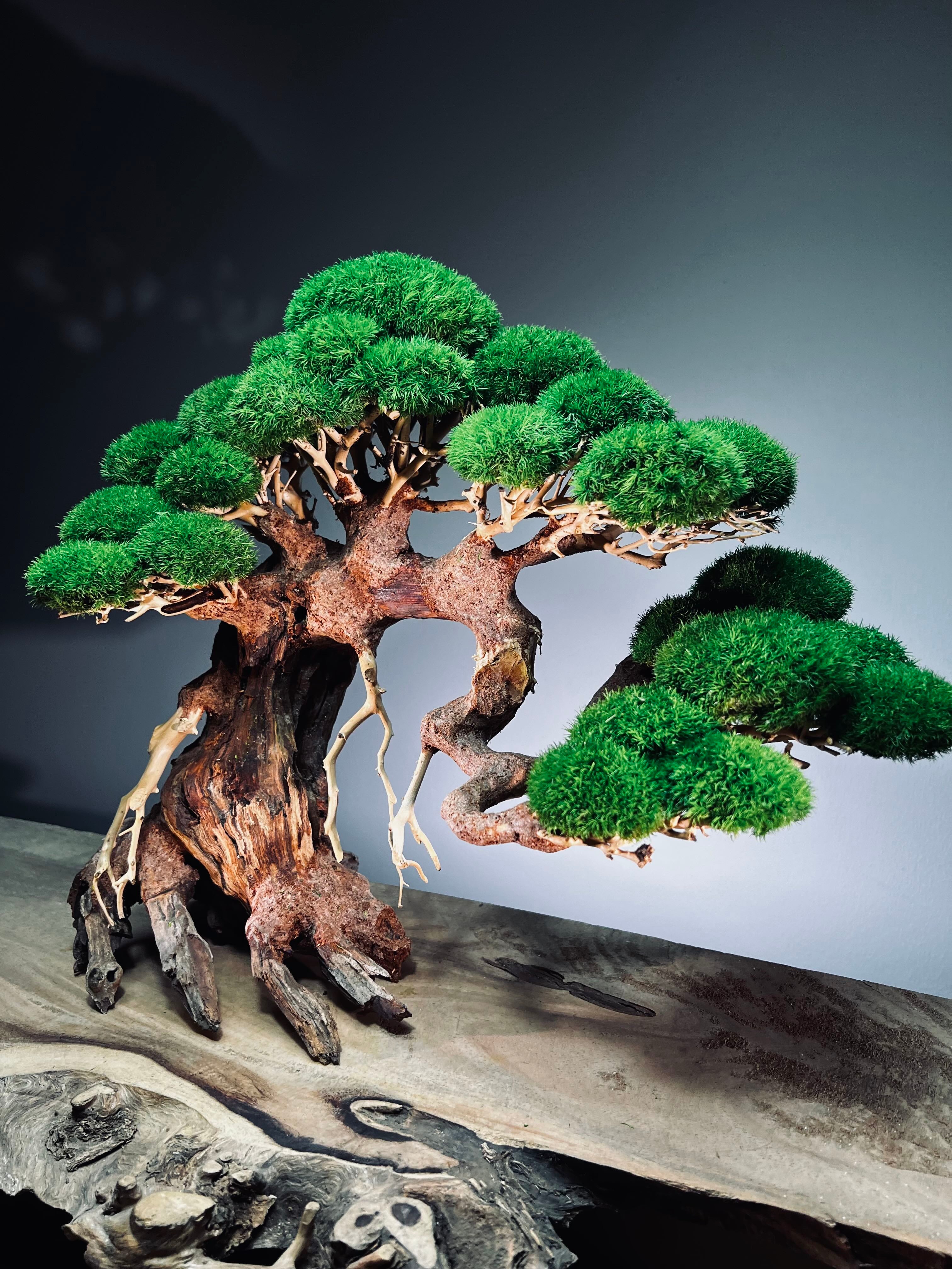Old Guard - Classic edition (Preserved Plants)
