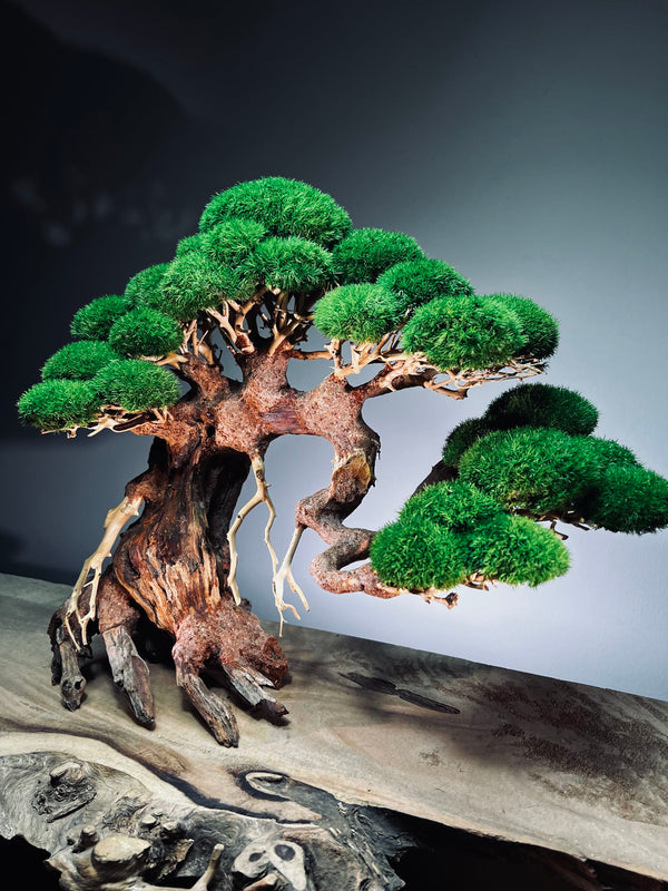 Old Guard - Classic edition (Preserved Plants)
