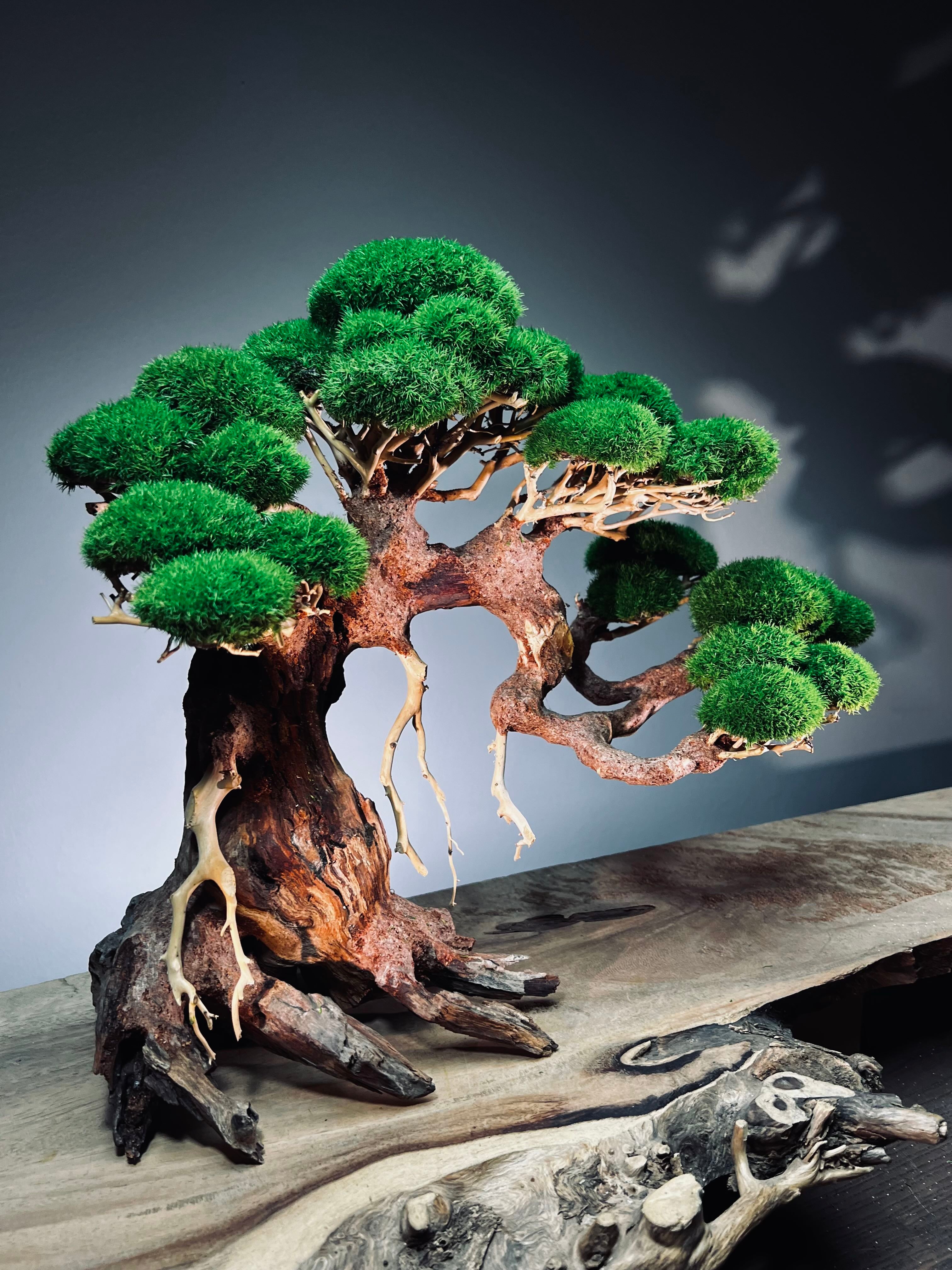 Old Guard - Classic edition (Preserved Plants)