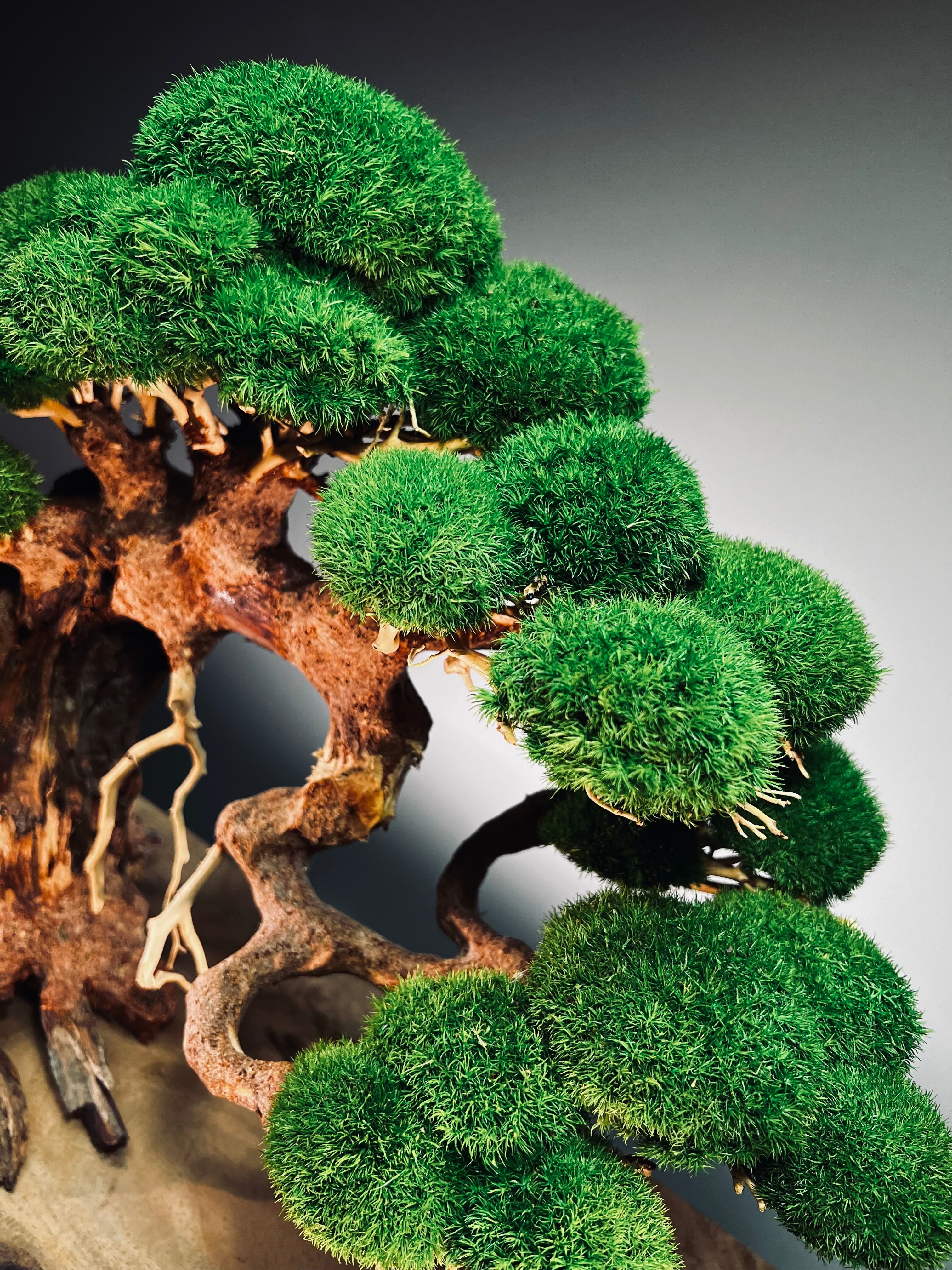 Old Guard - Classic edition (Preserved Plants)