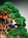 Old Guard - Classic edition (Preserved Plants)