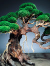 Old Guard - Classic edition (Preserved Plants)