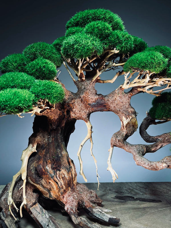 Old Guard - Classic edition (Preserved Plants)