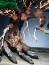 Old Guard - Classic edition (Preserved Plants)
