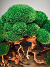 Old Guard - Classic edition (Preserved Plants)