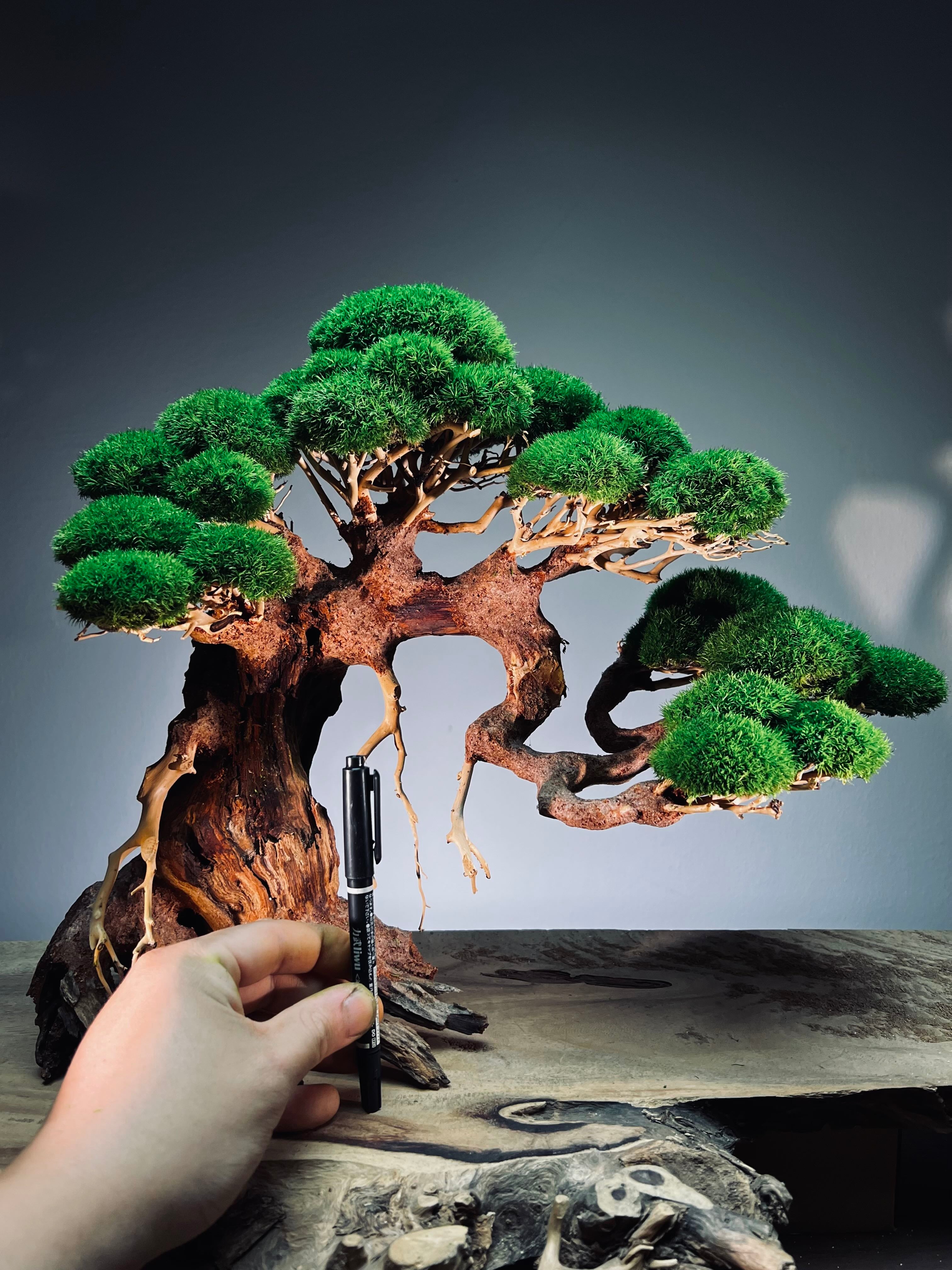 Old Guard - Classic edition (Preserved Plants)
