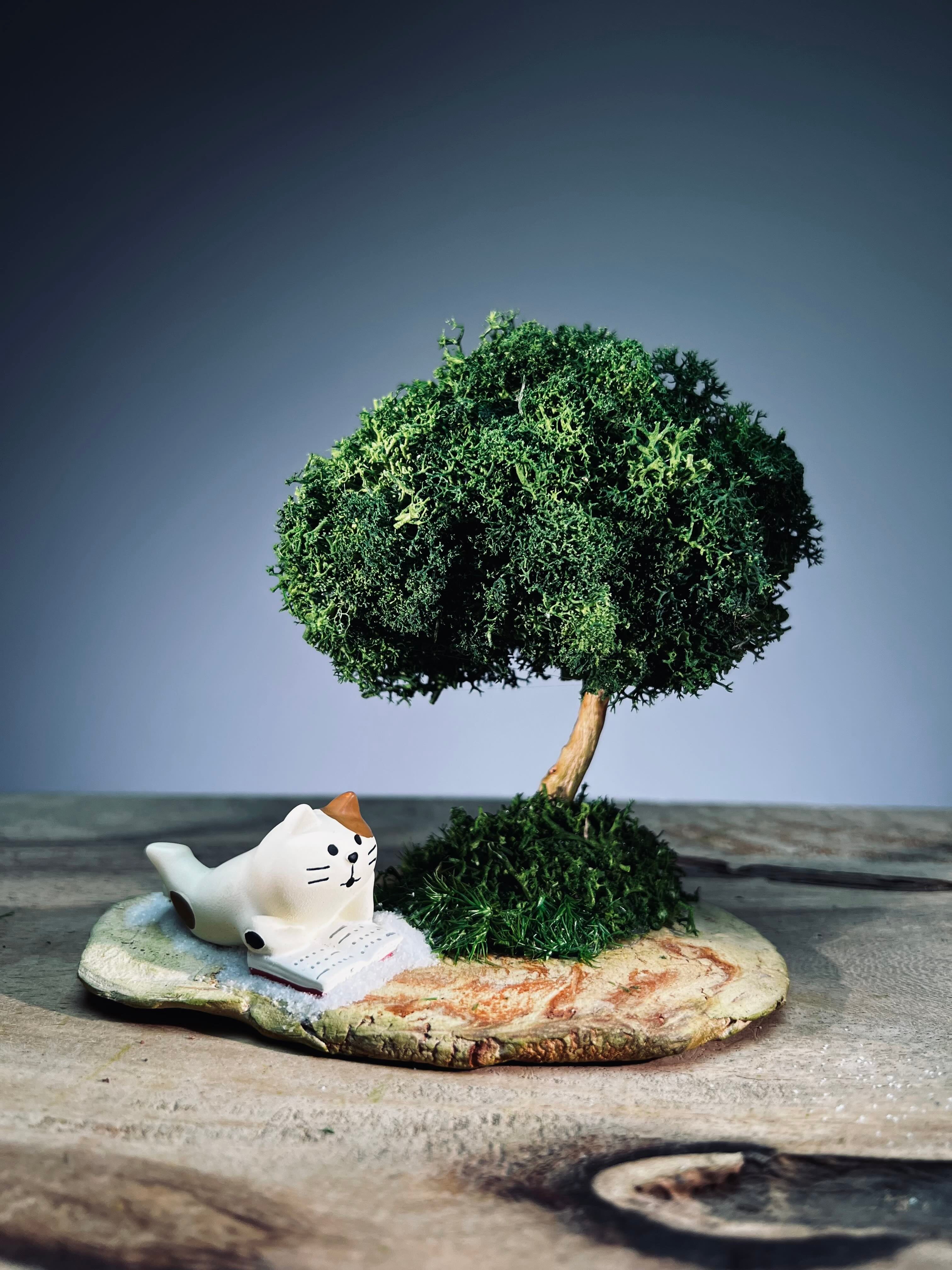 A Small Tree in the East - Morning in the Park (Preserved Plants)