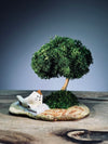 A Small Tree in the East - Morning in the Park (Preserved Plants)