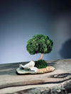 A Small Tree in the East - Morning in the Park (Preserved Plants)
