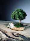 A Small Tree in the East - Morning in the Park (Preserved Plants)