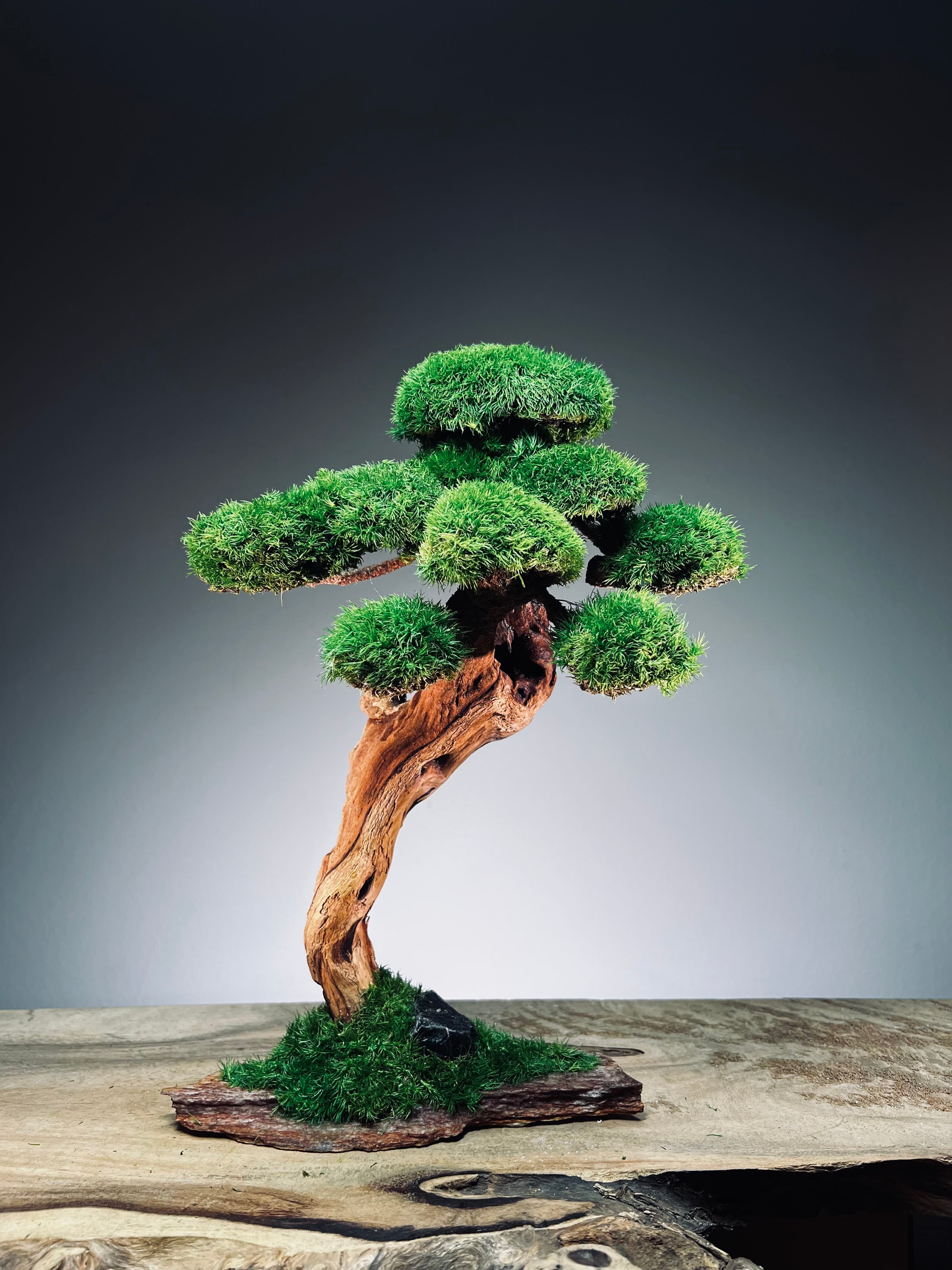 Greenwood - Maverick - Smaller (Preserved Plants)