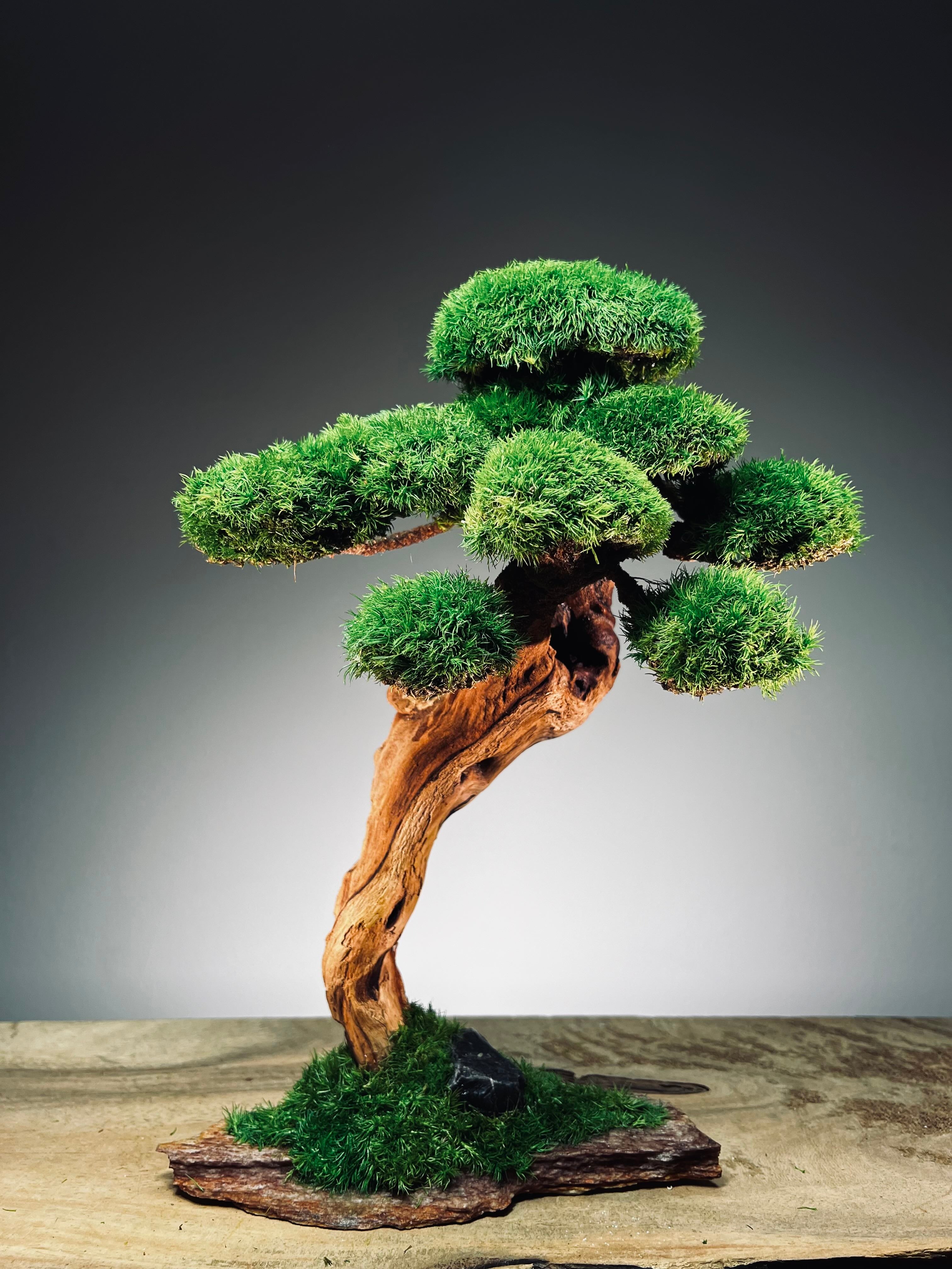 Greenwood - Maverick - Smaller (Preserved Plants)