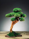 Greenwood - Maverick - Smaller (Preserved Plants)