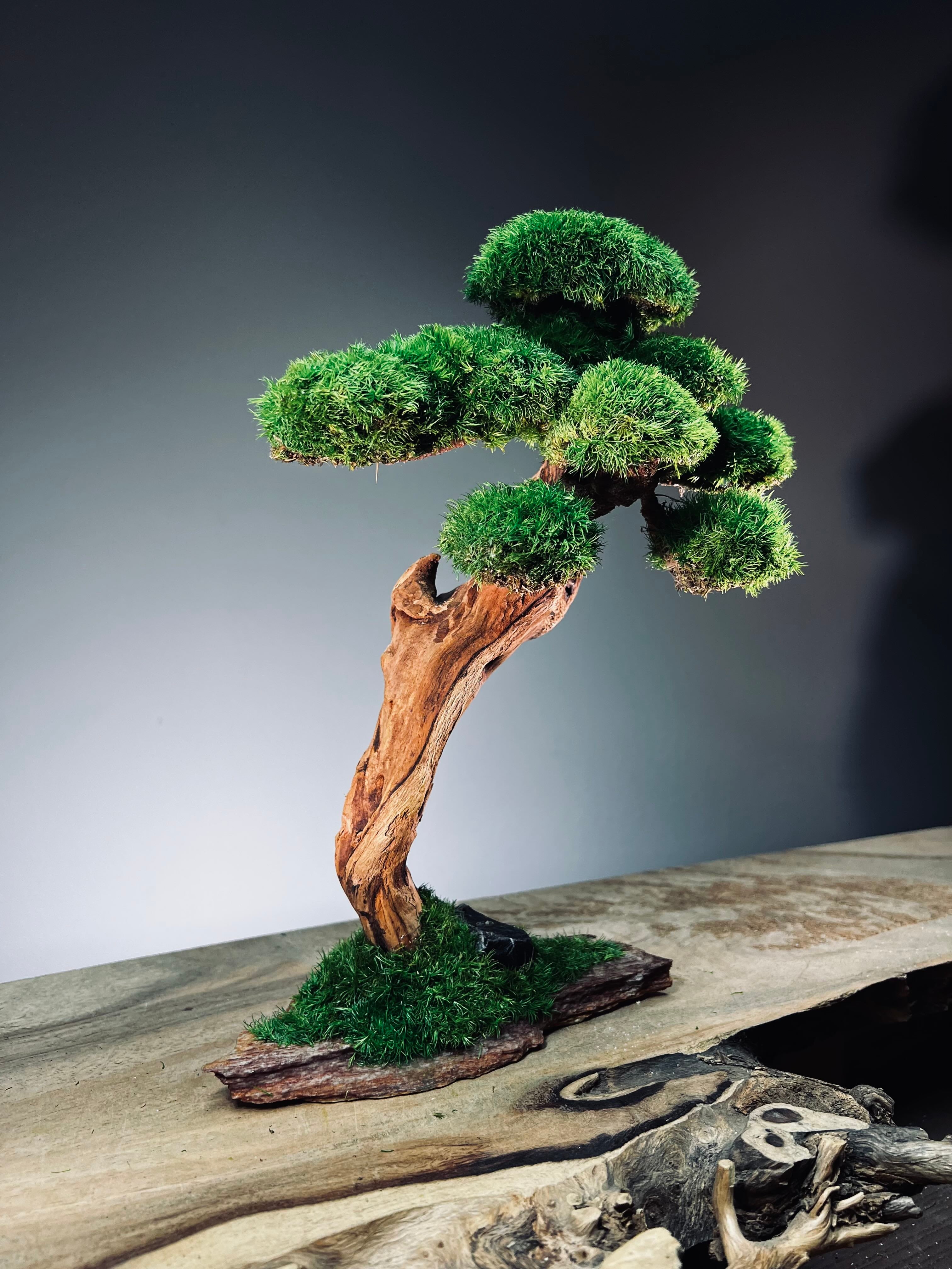 Greenwood - Maverick - Smaller (Preserved Plants)