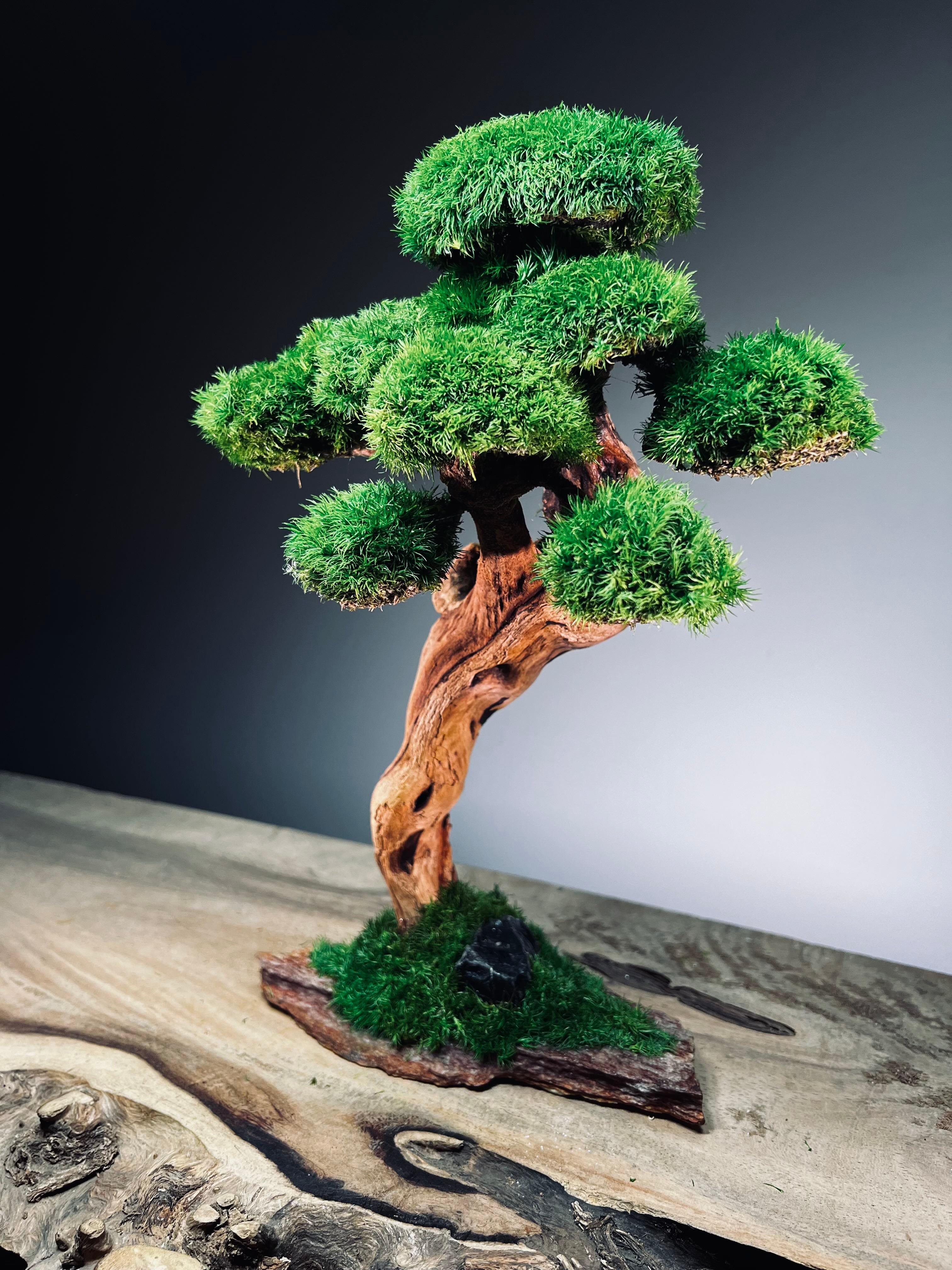 Greenwood - Maverick - Smaller (Preserved Plants)