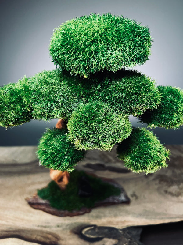 Greenwood - Maverick - Smaller (Preserved Plants)