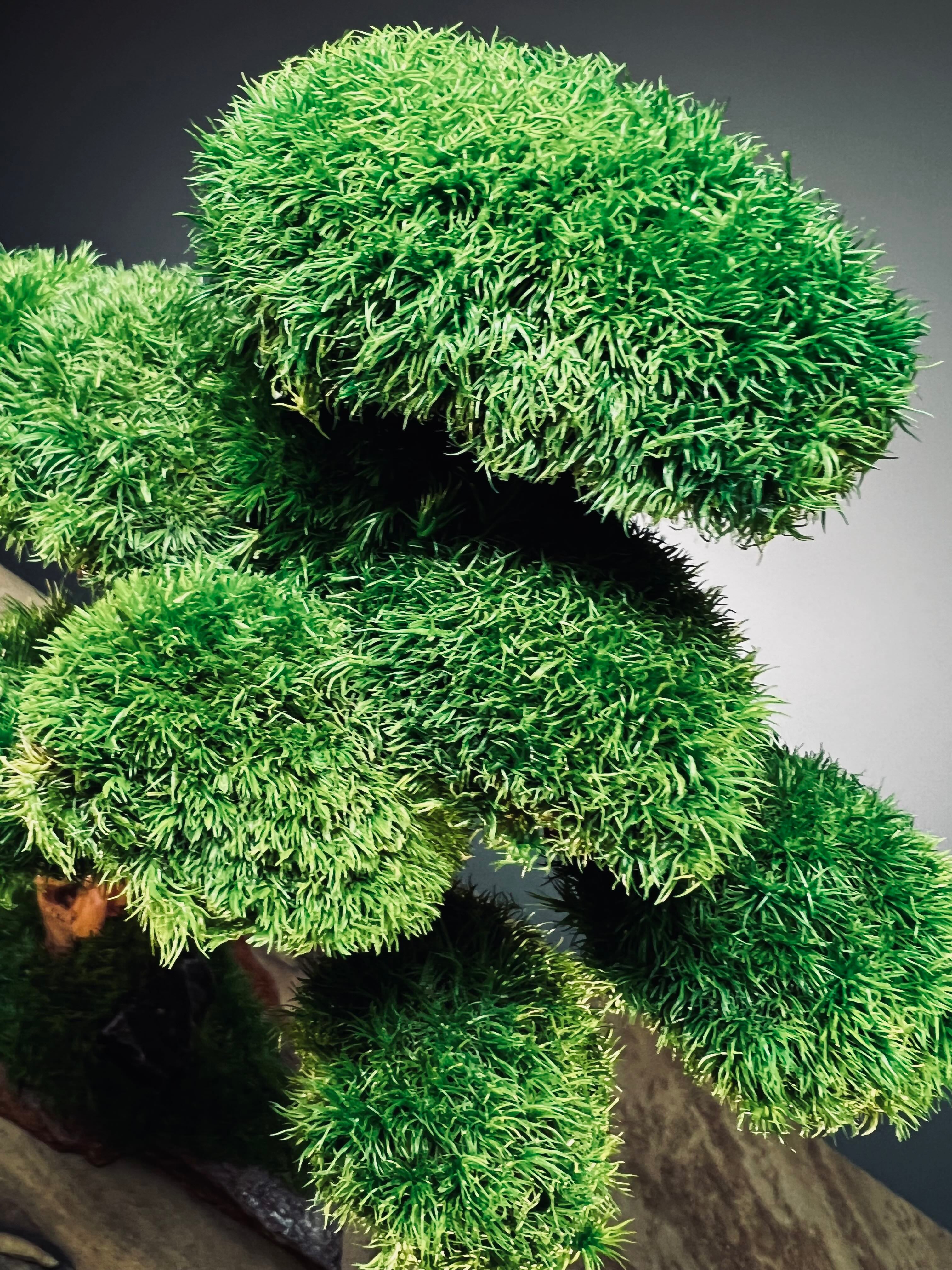 Greenwood - Maverick - Smaller (Preserved Plants)