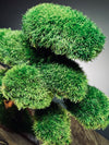 Greenwood - Maverick - Smaller (Preserved Plants)
